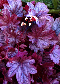 Heuchera 'Shanghai'